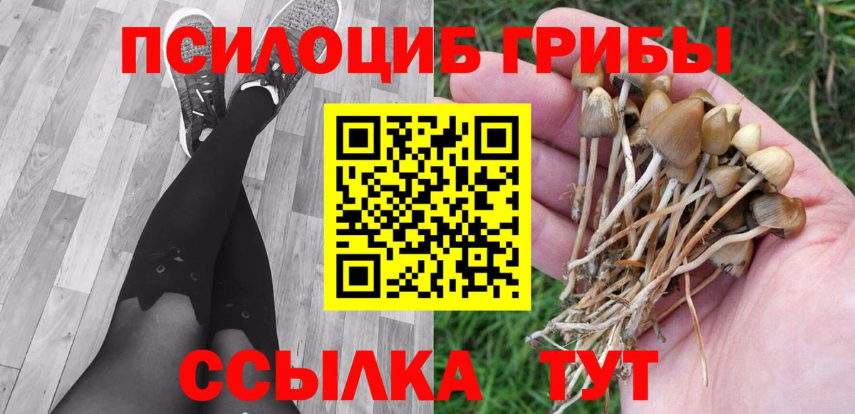 Псилоцибиновые грибы Psilocybine cubensis Курчатов