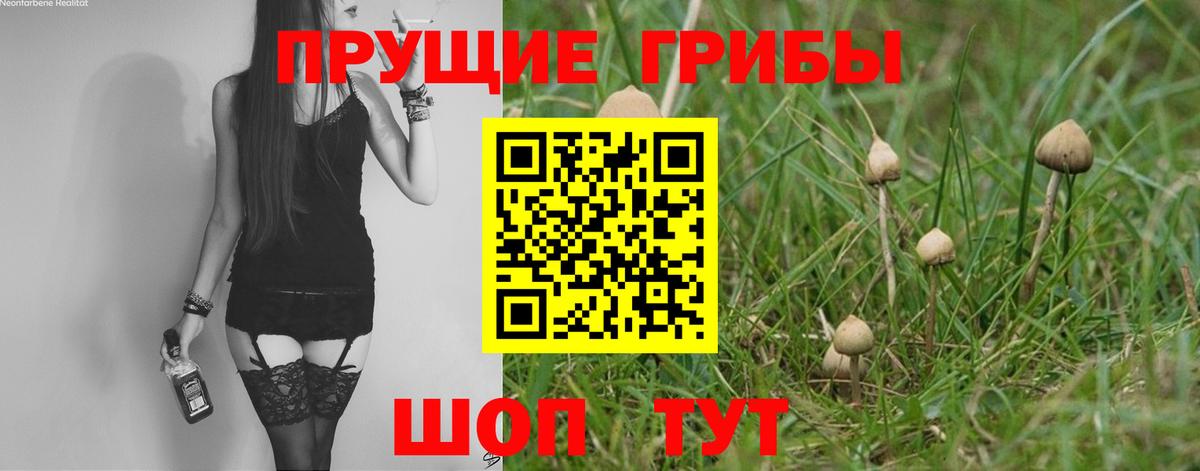 Курчатов  Псилоцибиновые грибы Cubensis  Вход с VPN 